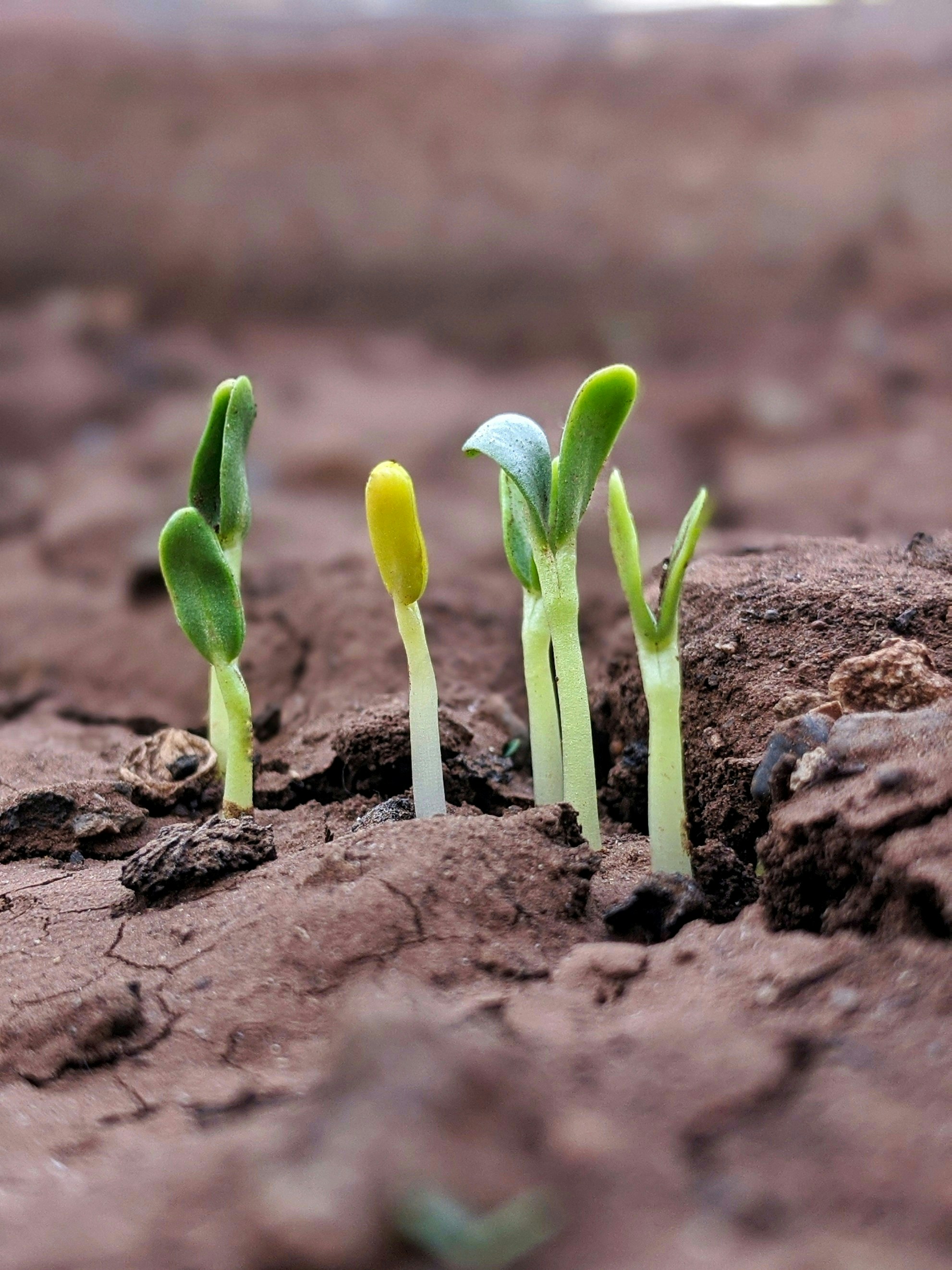2025 BLOG 4  GROW   by chetan kolte unsplash