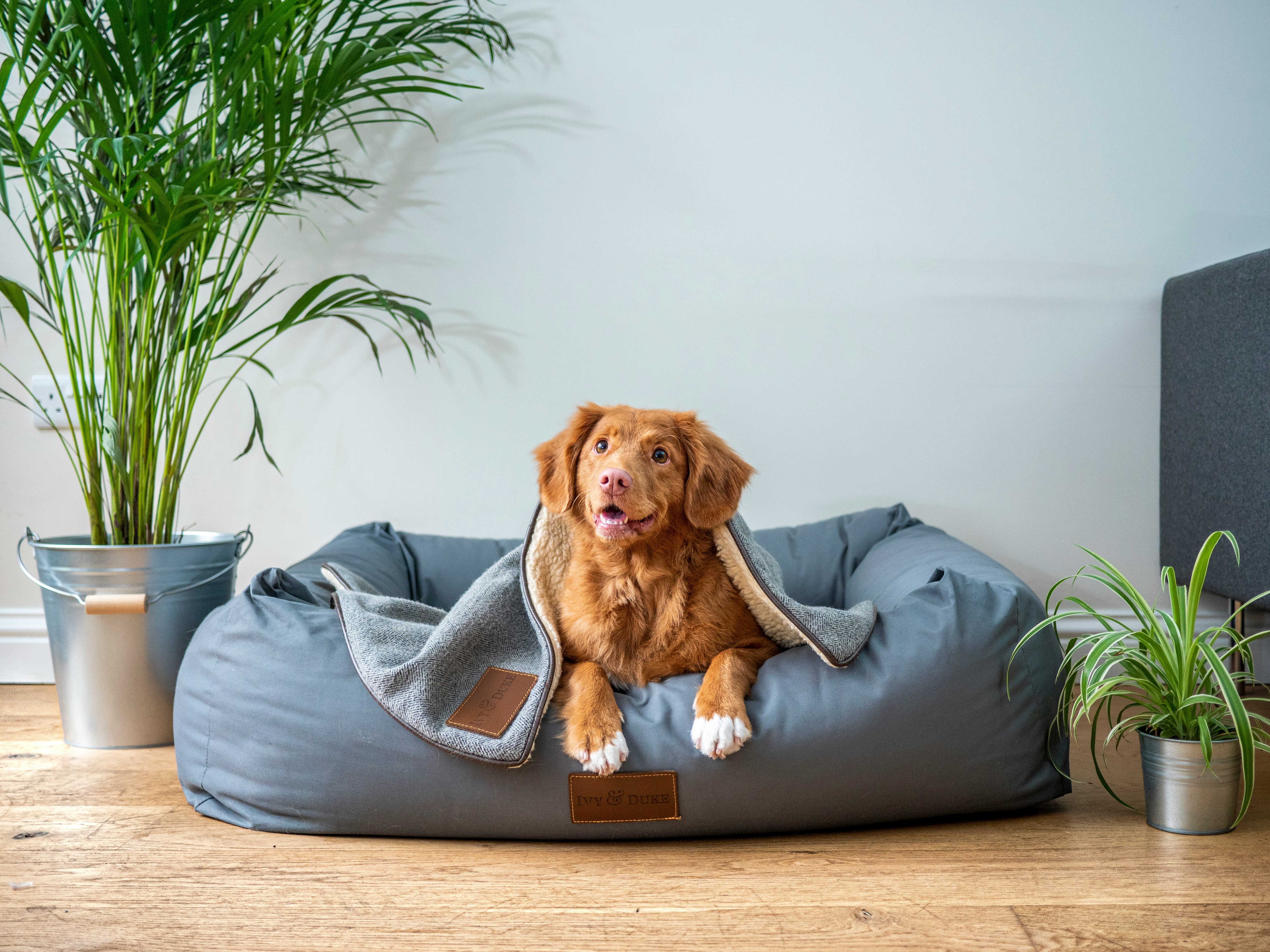 Dog another shot 5  by jamie street unsplash