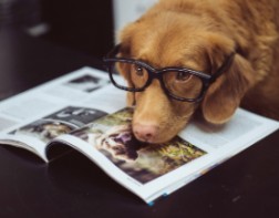 dog with glasses dbm MASCOT  by Jamie Street 1200 W 900 H unsplash
